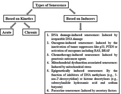 Senescence-Induced Chemoresistance in Triple Negative Breast Cancer and Evolution-Based Treatment Strategies